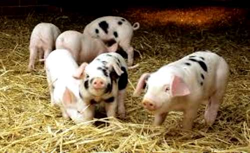 CACHORROS COMPRO cachorros compro: